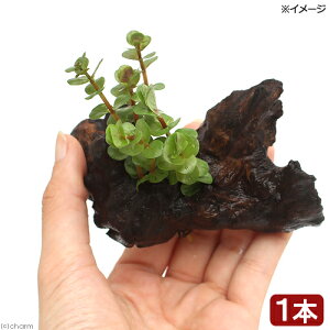 ij^@gfBtHA@ؕt@SSTCYitji_ji1{ji10cmj