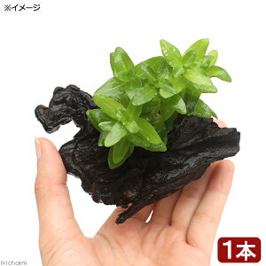 ijEH[^[oRp@ؕt@SSTCYitji_ji1{ji10cmj