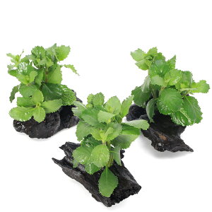 ijEH[^[EBXeA@ؕt@SSTCYitji_ji3{ji10cmj