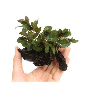 ijhEBWA@yX@r@ؕt@SSTCYitji_ji3{ji10cmj