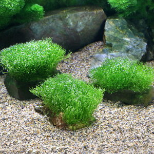 ij琬ρ@VA@R΁@STCYi10cmjitji_ji3j@kCEBq֗vۉ