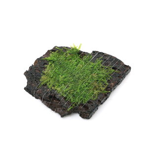 ijā@ăEB[X@XCXn΁@STCYi8cmȉjitji_ji3j