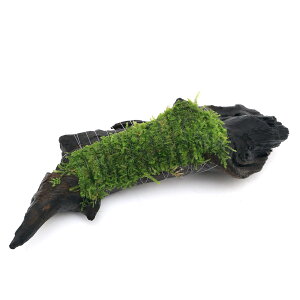 ijā@ăEB[X@؁@MTCYi20cmjitji_ji3{j