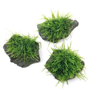 ij琬ρ@ouX@R΁@STCYi10cmȉjitji_ji3j