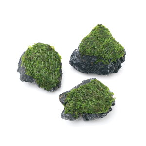 ijā@EB[X@΁@SSTCYi8cmȉjitji_ji1j