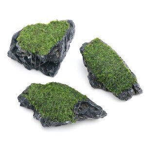 ijā@EB[X@΁@STCYi10cmjitji_ji1j