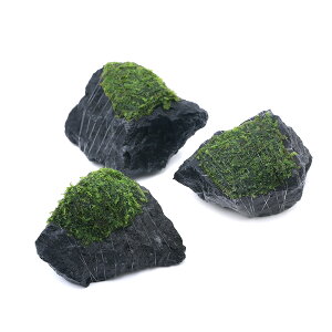 ijā@EB[X@eR΁@SSTCYi8cmȉjitji_ji1j