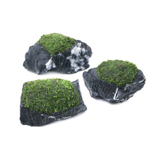 ijā@EB[X@eR΁@STCYi10cmjitji_ji1j