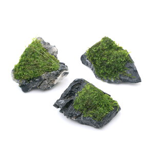 �i�����j�������ā@��ăE�B���[���X�@�����΁@SS�T�C�Y�i8cm�ȉ��j�i�����t�j�i���_��j�i3�j