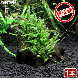 ij琬ρ@nlSPspDJ[Y@؁@SSTCYi10cmjitji_ji1{j