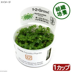 （水草）組織培養1－2－GROW！　オーストラリアン　ノチドメ　トロピカ製（無農薬）（1カップ）