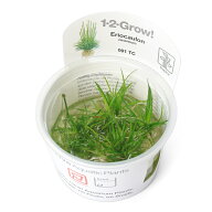 （水草）組織培養1−2−GROW！　ホシクサsp．キネレウム（液体培地）　トロピカ製（無農薬）（1カップ）