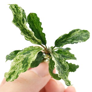 ijuZt@hspDO[EF[r[@Ǔi_jitjiC{CXji1j@kCEBq֗vۉ