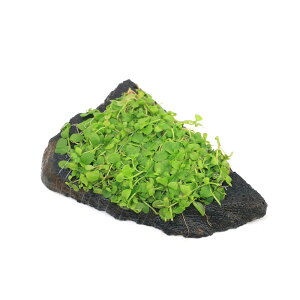 ijā@j[[Wp[OX@XCXn΁@STCYitji_ji1j