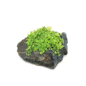 ijā@j[[Wp[OX@R΁@SSTCYi8cmjitji_ji1j