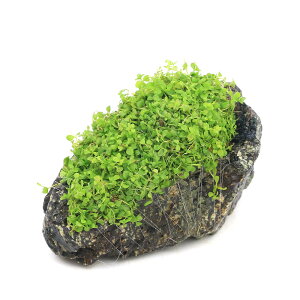 ijā@j[[Wp[OX@R΁@MTCYi14cmjitji_ji1j