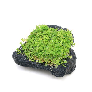 ijā@j[[Wp[OX@n΁@STCYi10cmjitji_ji1j