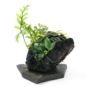 ijuȒP@CAEg؁@{reBXAkrAXti1j