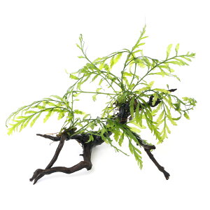 (水草)巻きたて ボルビティス ヒュディロティ 枝状流木 Sサイズ(10cm〜)(無農薬)(1本)