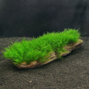 ij琬ρ@EH[^[tFU[@؁@LTCYi25cmjitji_ji1{j