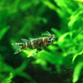 （熱帯魚）サカサナマズ（3匹）　北海道航空便要保温