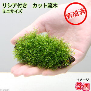 (水草)★育成済★ リシア 流木 ミニサイズ(8cm以下)(水中葉)(無農薬)(3本) 北海道航空便要保温