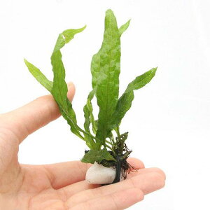 ij~N\E@vevXspD\tg[tiC{CXjΕti1j