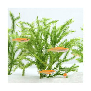 ij_J̎Yp@qJQmJYiAjti1j̗@Y@B