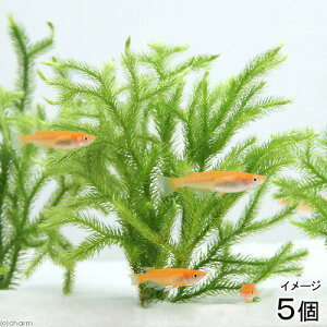 ij_J̎Yp@qJQmJYiAjti5j