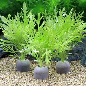 ij[ICgOiO[jEH[^[EBXeAitji_ji1j