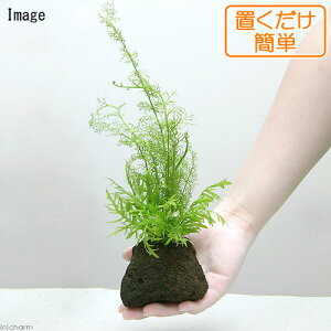 ijuȒP@EH[^[EBXeA@@܂XvCg@nΕti_ji1j