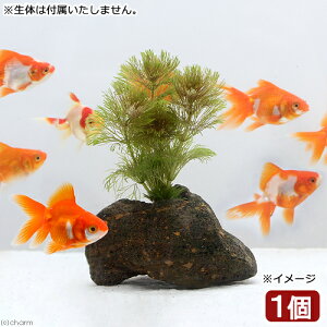 ij_JE@AuA@nΕtitji_ji1j