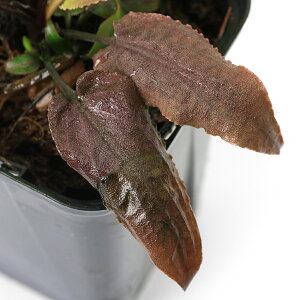 ijNvgRl@XCeV[@bh^Cv@Rb^@tHXgYitji1|bgj@kCEBq֗vۉ