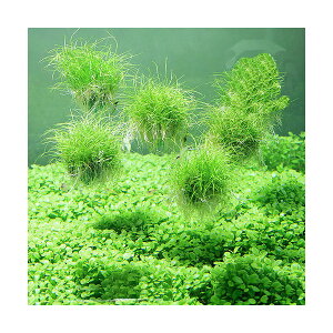 ijā@wA[OXV[go[i_ji3j