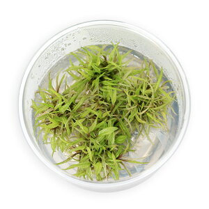 ijgD|{@NvgRl@EFeB[@O[@QbR[i_ji1Jbvj@kCEBq֗vۉ