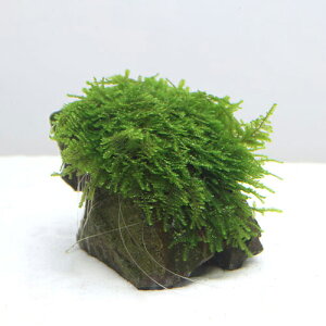 ijā@XspDpP[^XG}X@uO[^Cv@RSTCYitji_ji3j