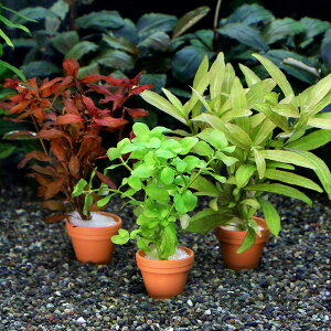 (水草)プチ素焼き鉢 おまかせ水草1種(水中葉)(無農薬(3個)