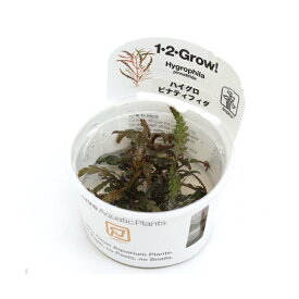 （水草）組織培養1－2－GROW！　ハイグロフィラ　ピンナティフィダ　トロピカ製（無農薬）（1カップ）