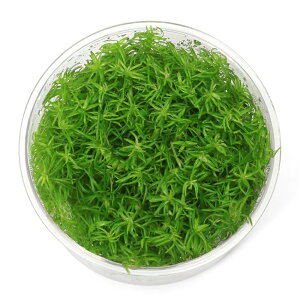 ijgD|{@|SXe@GN^Xi_ji1Jbvj@kCEBq֗vۉ