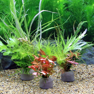 ij[ICgOiO[jEB[XƊ񂹐A~bNXitji_ji1j