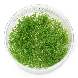 ijgD|{@uWAtWCi_ji1Jbvj@kCEBq֗vۉ