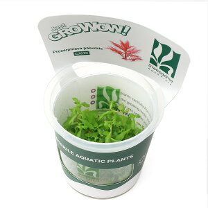 ijgD|{GROWOWI@vZsiJ@pXgXi_ji1Jbvj@kCEBq֗vۉ