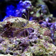 （海水魚）カニ　アロークラブ　Sサイズ（1匹）　北海道・九州航空便要保温