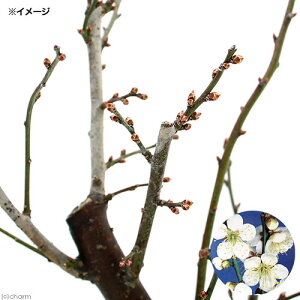 i~́j~@nNoCi~ji킨܂ELږ@5i1jixԁj