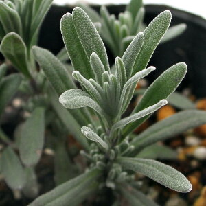 iϗtAjn[uc@x_[@CObV@qhR[gsN@3i1|bgj@ƒ؉