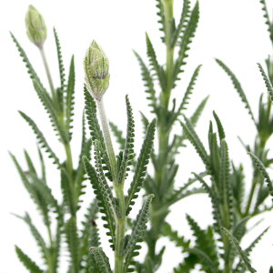 iϗtAjn[uc@x_[@t`@f^[^@l@3i1|bgj@ƒ؉