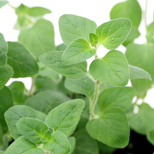 iϗtAjn[uc@IKm@R@3i1|bgj@ƒ؉