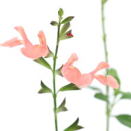 （観葉植物）ハーブ苗　セージ　チェリーセージ　オレンジ　3号（1ポット）　家庭菜園