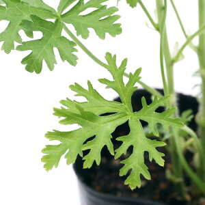 iϗtAjn[uc@}E@XN@zCg@3i1|bgj@ƒ؉