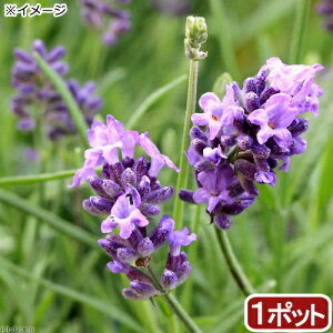 iϗtAjn[uc@x_[@G炫胉x_[@g}~[@3i1|bgj@ƒ؉